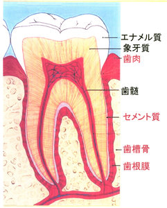 歯の解剖